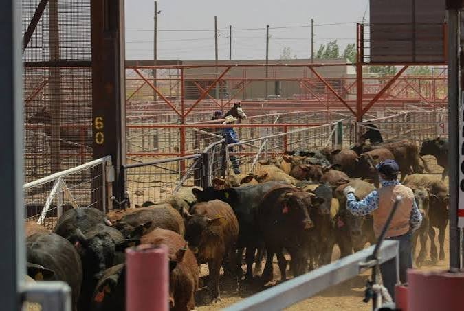 USDA to Reopen Mexican Cattle Imports Under Enhanced Screwworm Controls