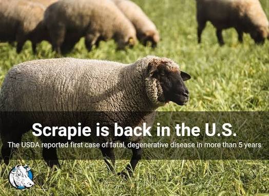 USDA Confirms First Classical Scrapie Case in Five Years
