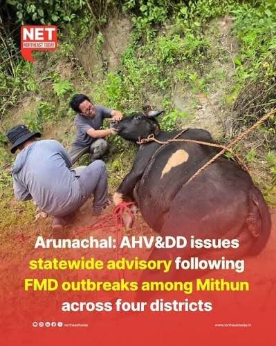 arunachal-pradesh-fmd-outbreak-mithuns