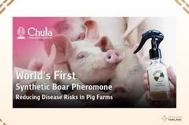 thailand-researchers-develop-synthetic-boar-scent
