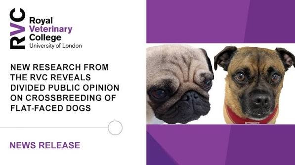 crossbreeding-offers-better-health-in-flat-faced-dogs