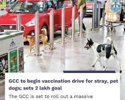 chennai-pet-abandonment-fine-gcc-rabies-vaccination-drive-2026