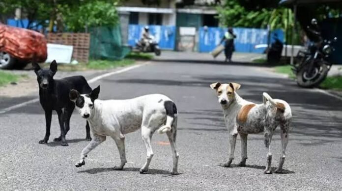 chennai-pet-abandonment-fine-gcc-rabies-vaccination-drive-2026