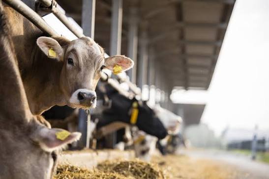 usda-confirms-new-h5n1-cases-in-dairy-cattle-poultry