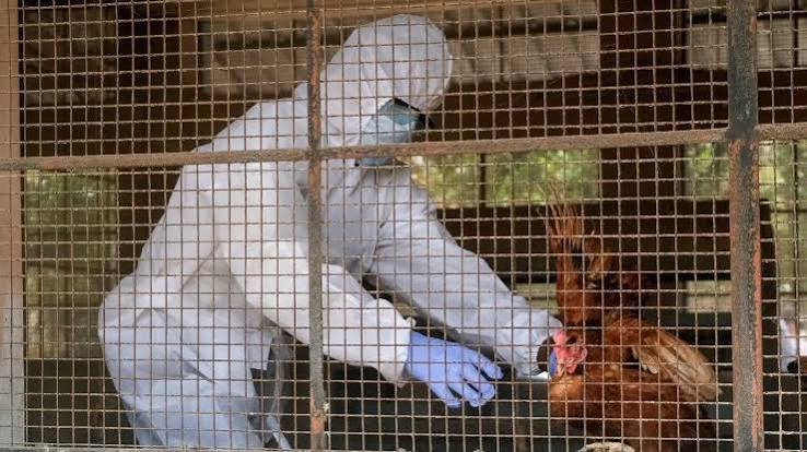 india-h1n1-h5n1-one-health-surveillance-2026