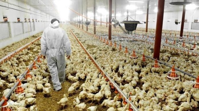 uk-poultry-bird-flu-rvc-research-biosecurity-resilience-2026