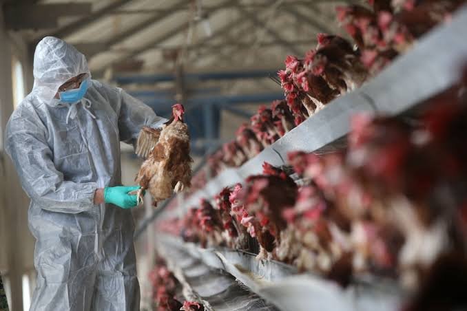Russia poultry import restrictions Newcastle disease