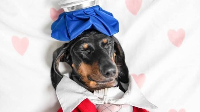 Argent BioPharma's CannEpil Enters U.S. Veterinary Development Pathway