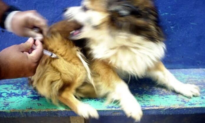 Russia Suspends Certain Multikan Dog Vaccine Batches After Adverse-Event Reports