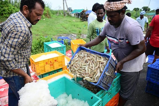 Andhra Pradesh Shrimp Farmers Face Feed Cost Squeeze