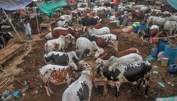 Pakistan’s Sindh on High Alert Over Lumpy Skin Disease Threat
