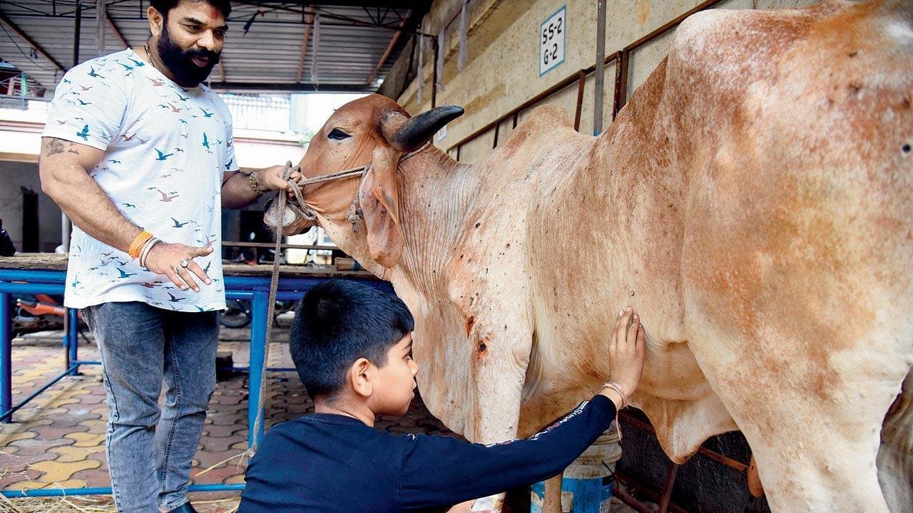 India’s 2026 Lumpy Skin Disease Wave: July–September Outbreaks