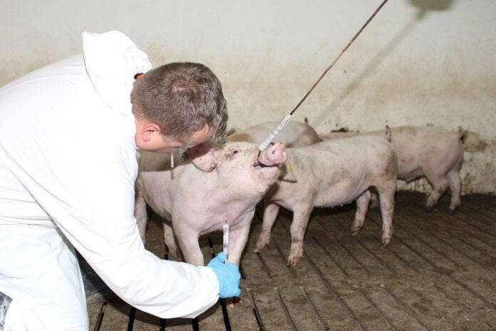On-Farm PRRSV Molecular Diagnostics