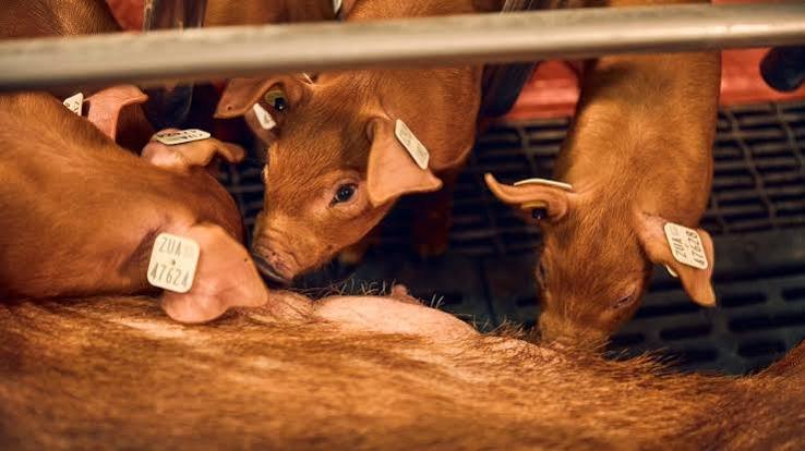 PRRS Resistant Pigs