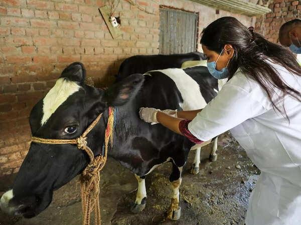 India’s 2026 Lumpy Skin Disease Wave: July–September Outbreaks