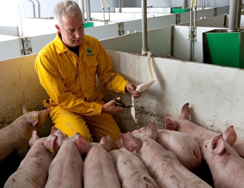 On-Farm PRRSV Molecular Diagnostics