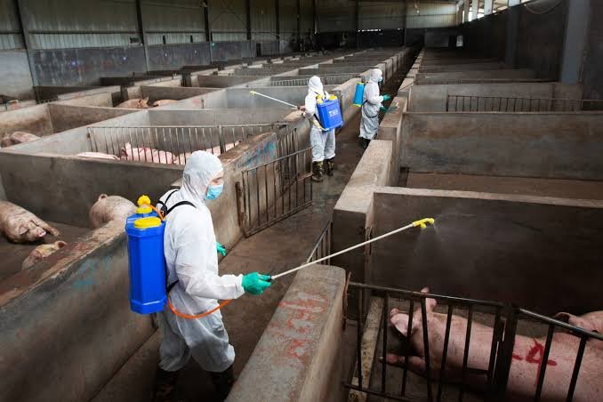 China Reports 85,316 Animals Affected by Major Animal Diseases in August