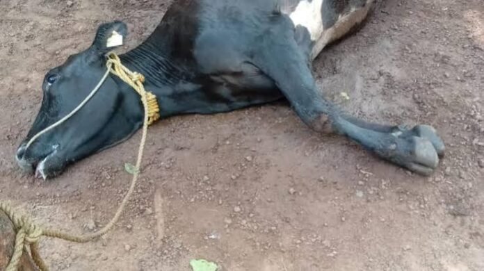 telangana-livestock-heat-stress-2026