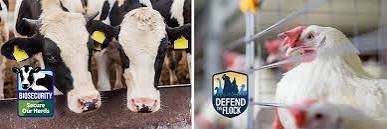 USDA APHIS Highlights Poultry Biosecurity Assessments to Strengthen Protection Against HPAI