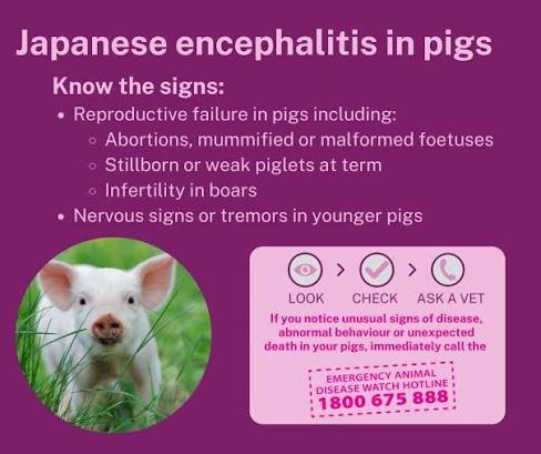 japanese-encephalitis-in-pigs-in-australia