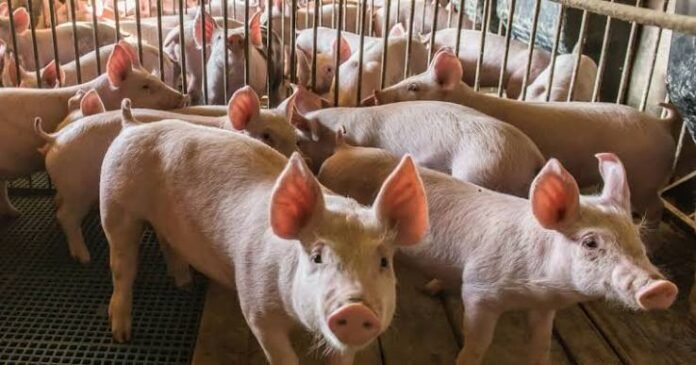 Thailand Accelerates Nationwide Swine Inspections