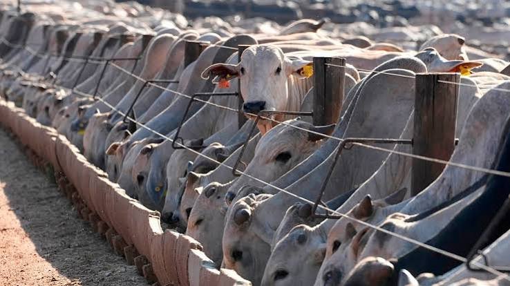 EU-Brazil Meat Ban Negotiations as of 6th of September 2026