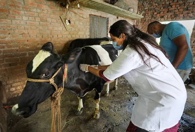 india-lumpy-skin-disease-outbreaks-2026