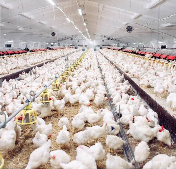 Sodium Butyrate Feed Additive Market