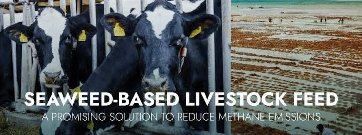 Alganut Project: Spain's Seaweed Feed Cuts Emissions, Antibiotics in Livestock