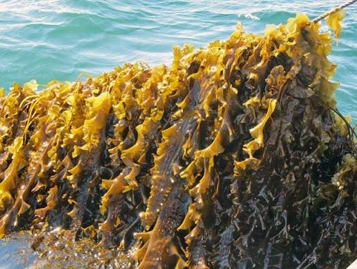 Alganut Project: Spain's Seaweed Feed Cuts Emissions, Antibiotics in Livestock