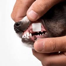 NanosVet Raises $8.3 Million to Advance Oral-Film Drug Delivery for Companion Animals