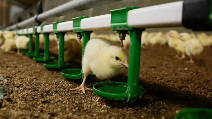 Uganda Eases Poultry-Genetics Import Rules Amid Layer-Chick Shortage