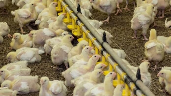 eu-audit-thailand-poultry-export-controls