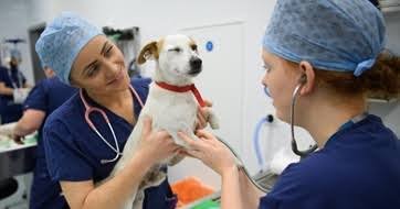 UK Veterinary Market Overhaul: CMA Structural Reforms Take Effect