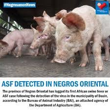 negros-oriental-asf-539-pigs-culled-2026