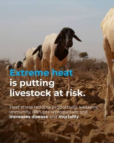 telangana-livestock-heat-stress-2026