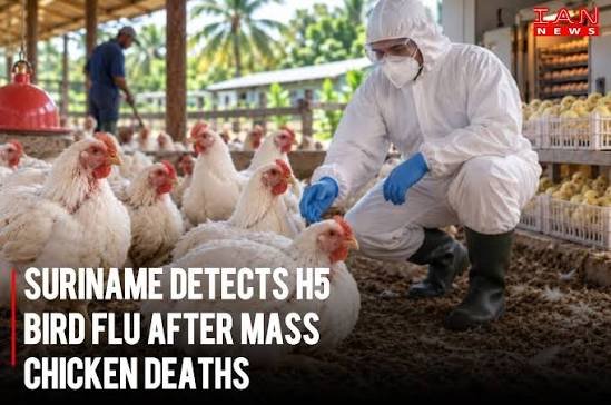 Suriname Confirms First H5 Avian Influenza Outbreak on Broiler Farm