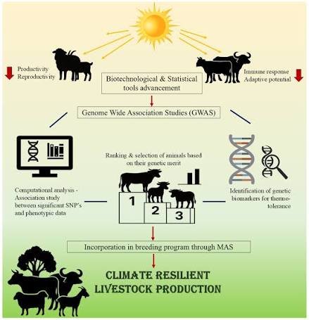 livestock reproductive technology