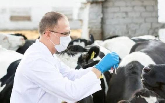 Azerbaijan Launches Large-Scale Foot-and-Mouth Disease Vaccination