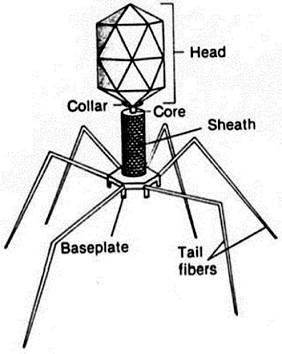 Global Market Report: Bacteriophages in Animal Health