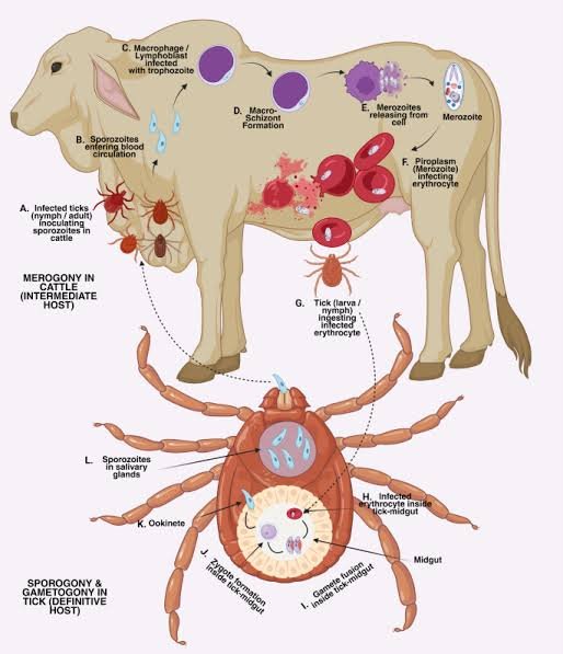 Theileria life cycle in Cattle
