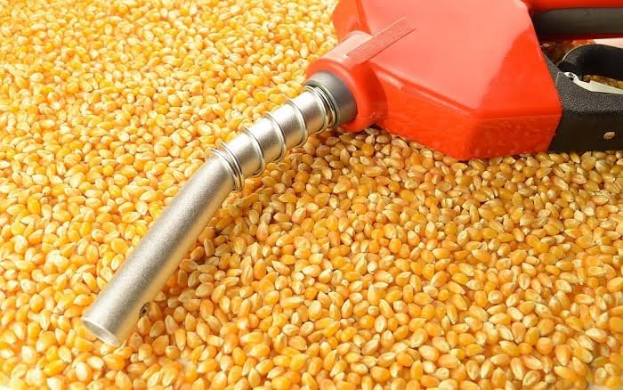 India Corn Crisis 2026