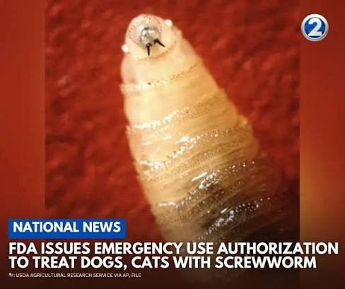 ah-industry-gains-from-new-world-screwworm-outbreaks