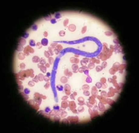 Zoetis Expands AI Blood-Smear Diagnostics