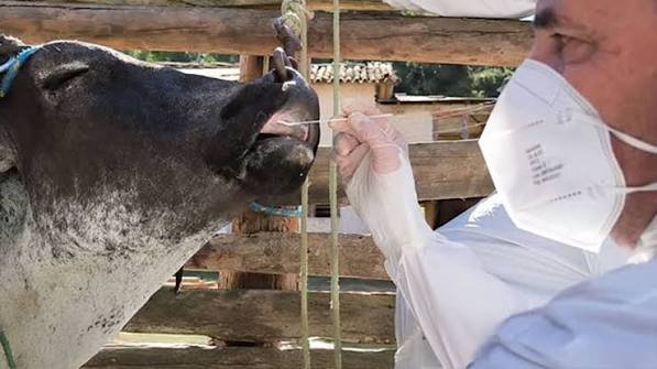 Americas Advance Regional Foot-and-Mouth Disease Antigen Bank