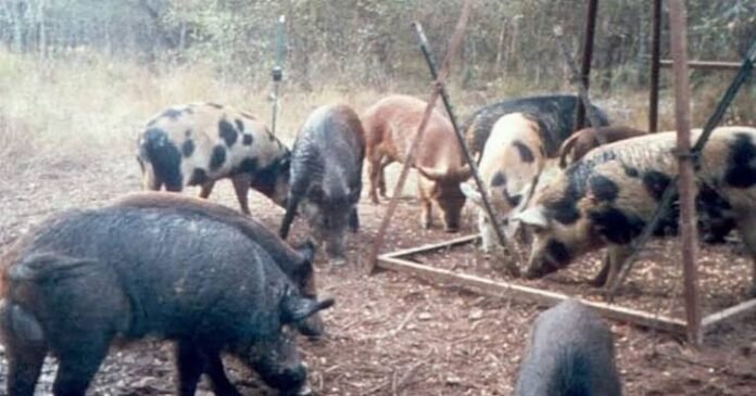 finland-african-swine-fever-cases-2026