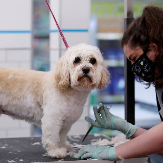 China’s Listed Pet Cos' 2026: Revenue Rises 15.15%, Profit Falls 46.75%