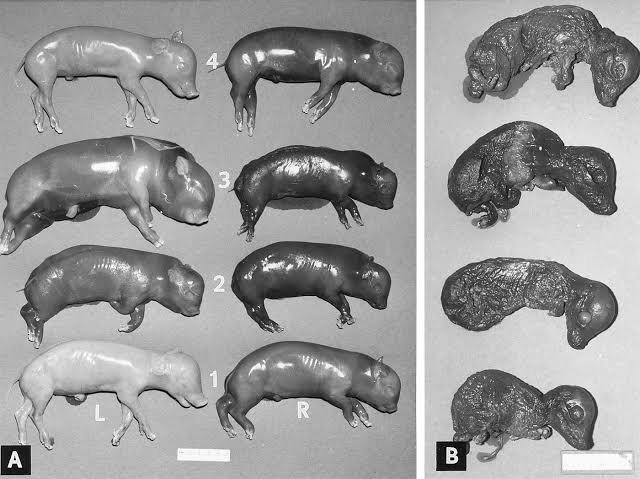 European Swine Sector Warned Over Emerging Parvovirus Strain