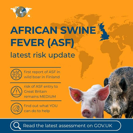 Finland Tightens African Swine Fever Controls as Wild-Boar Cases RISE