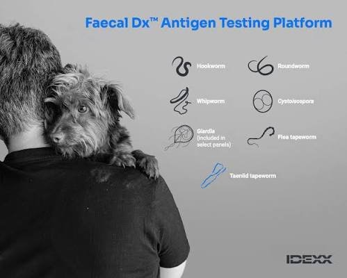 IDEXX Expands Faecal Dx Platform & Acquires CoVetAI
